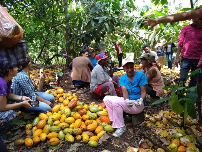 Geração de renda a partir do cacau orgânico em Dois Riachões recebe destaque na imprensa