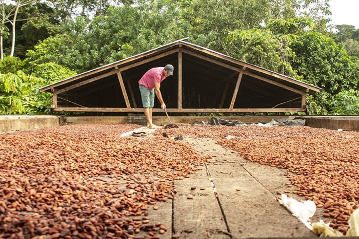 Desenvolvimento sustentável do setor de cacau em pauta