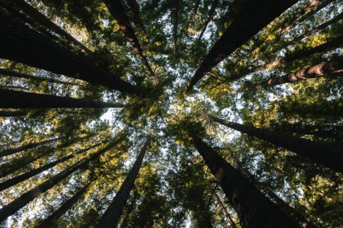 Uma Concertação pela Amazônia e Wilson Center criam Fórum permanente sobre mudança climática e sustentabilidade