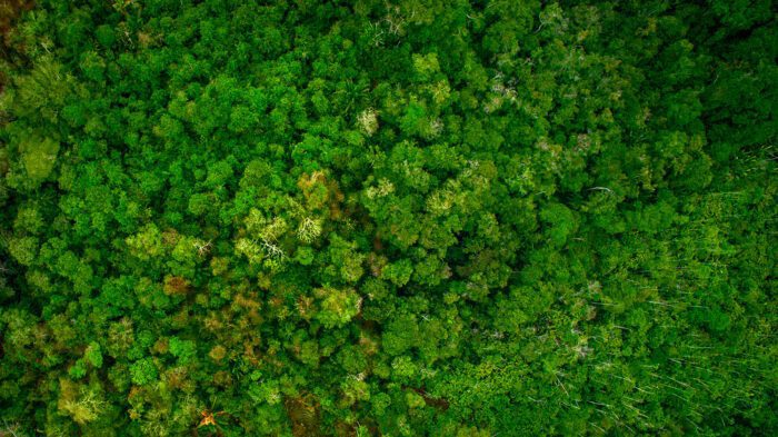 Política Nacional de Pagamento por Serviços Ambientais contará com incentivos fiscais, defendidos pela Coalizão Brasil Clima, Florestas e Agricultura