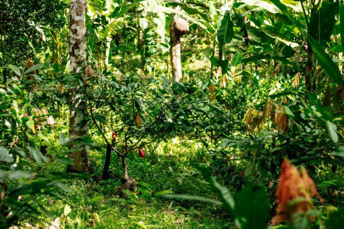 Produtores de cacau do sul do Bahia passam a contar com seguro inédito contra alterações climáticas