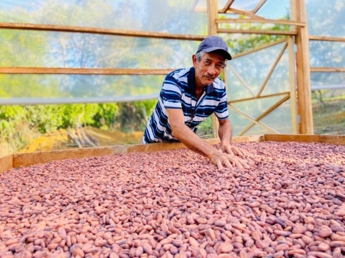 Após primeiro ciclo de financiamentos com inadimplência zero, novo grupo de agricultores terá acesso a crédito para custeio do cacau no sul da Bahia