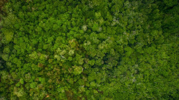 Na Climate Week 2021, Uma Concertação Pela Amazônia apresenta diagnóstico e caminhos para desenvolvimento da região