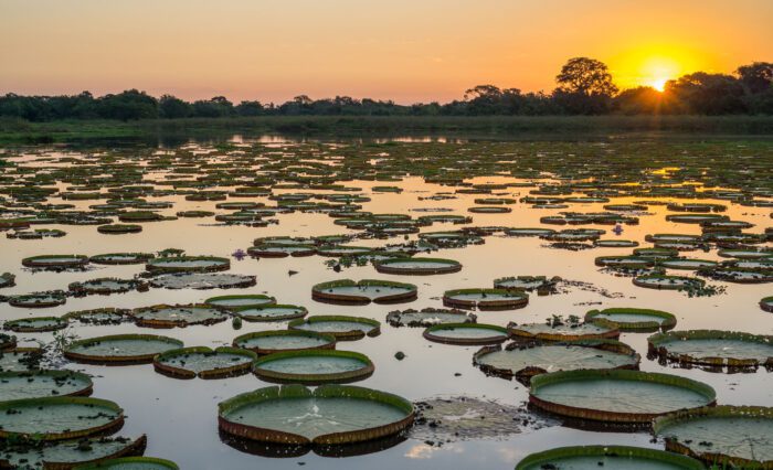 Amazônia além do desmatamento