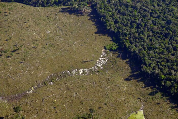 Brasil perdeu 13,1% da vegetação nativa em 37 anos, aponta MapBiomas