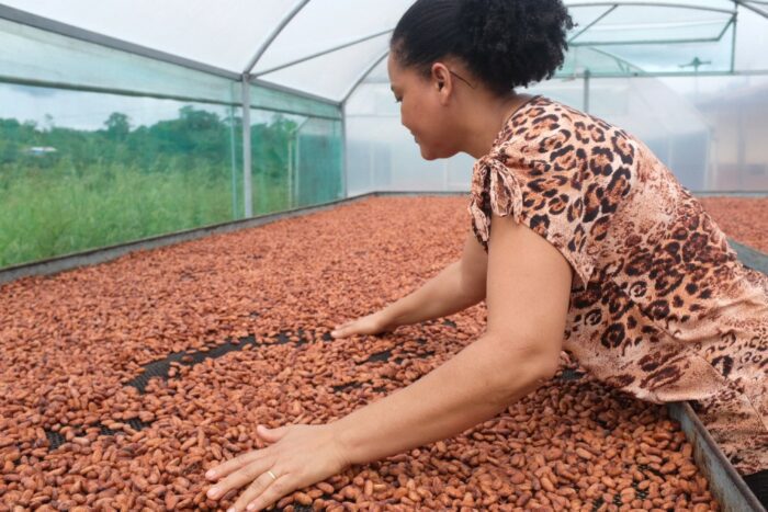 Programa de crédito de impacto socioambiental para pequeno produtor de cacau vence edital do BNDES e terá aporte de R$ 4 milhões