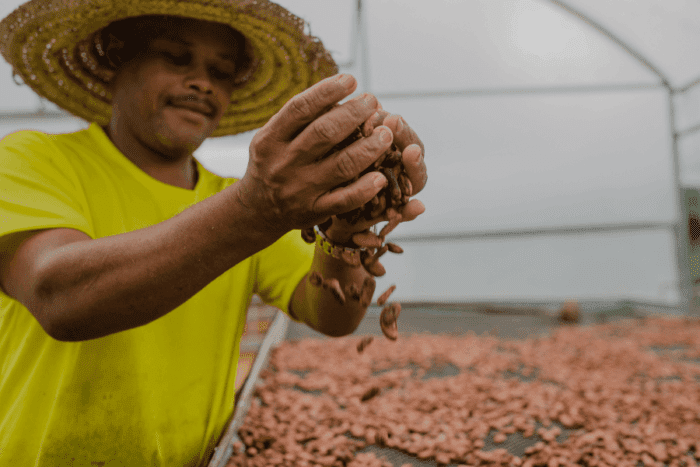 Brasil é reconhecido internacionalmente como exportador de cacau de qualidade