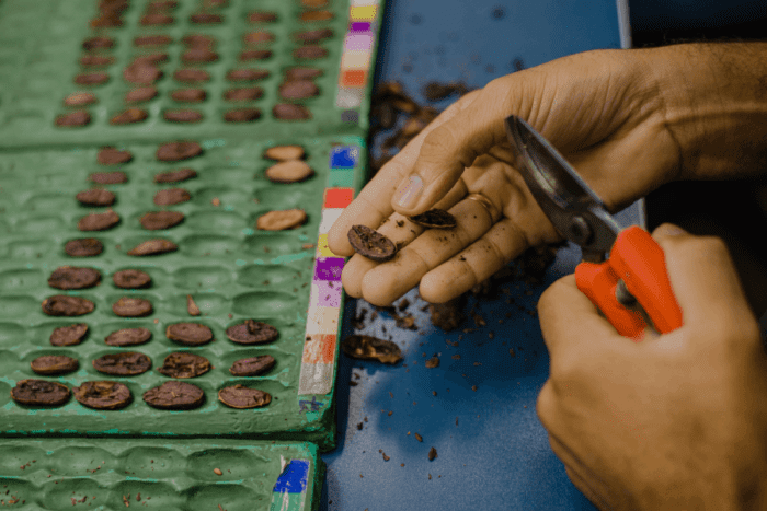 Centro de Inovação do Cacau (CIC) tem ajudado a construir uma cadeia de chocolate de qualidade no Brasil.